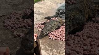 feeding wild crocodiles session three crocodile animals wildlife [upl. by Leksehcey]