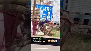 Chorni 23 india 🇮🇳 panjab farmar chori like farming panjab india viralreels shortvideo [upl. by Nonnag]