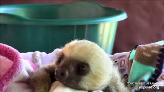 Baby sloth Mimis morning feeding  040524  SlothTV via exploreorg [upl. by Laraine]