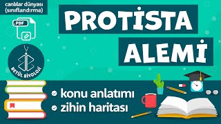 Protista Alemi  TYT Biyoloji  9 Sınıf Biyoloji ProtistaAlemi YKS2022 sınıflandırma [upl. by Eelah]