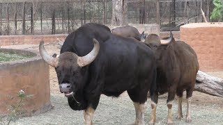 Vulnerable  Massively Built Indian Gaurs Mysore Zoo Mysore Tourism [upl. by Tobey]