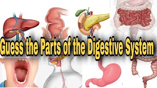 Guess the parts of the Digestive System Learn the parts of the Digestive System Science Quiz [upl. by Luigino]