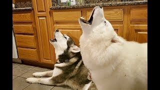 Malamutes Deep Morning Howls  James Earl Jones Of Dogs [upl. by Lesya]