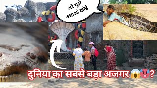 इतना बड़ा साप  Big Snake  Snake Park  सर्पालय  Anaconda  Russell’s Viper shorts viralvideo [upl. by Adnowal]