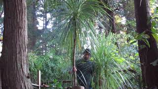 How to Grow Cordyline australis [upl. by Waligore]