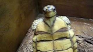 Box Turtle don the Hump at Reptile Fest [upl. by Kylander655]