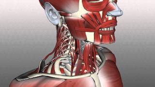 Neck Muscles Anatomy  Posterior Triangle Prevertebral and Lateral Muscles [upl. by Navada]