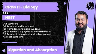 Our teeth are a Acrodont and homodont b Homodont and polyphyodont c Thecodont diphyodo [upl. by Notned]