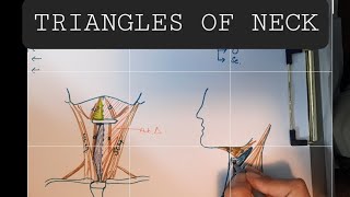 Anatomy of Triangles of Neck  Anterior amp Posterior triangles of Neck [upl. by Elockin737]