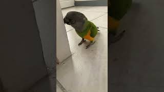 Croiser rongeur part2perroquets parrot birds youyoutubeshorts pets [upl. by Blatt]