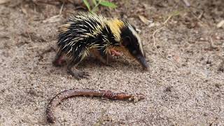 Lowland streaked tenrec endemic from Madagascar [upl. by Spring32]