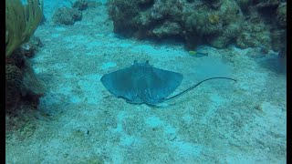 quotBest Diving in Grand Cayman Trunkfish Stingray Parrotfish Filefish” [upl. by Thynne]