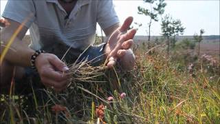 How to identify Purple Moor Grass Molinia caerulea [upl. by Theresina341]