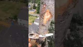 🌲The Art of Tree Cutting🪓 chainsaw safety outdoors shorts fypシ゚viral fyp tiktok trending [upl. by Aniar]