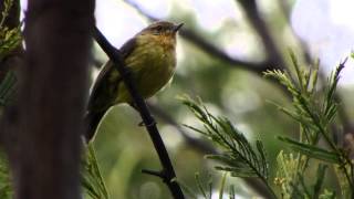 Yellow Thornbill Acanthiza nana [upl. by Eceirtal]