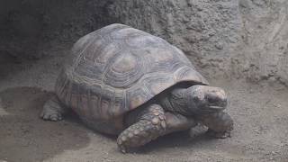 キアシガメ 自然動物館 北園 名古屋市東山動植物園２回目です♪ 2019年12月25日 00045 [upl. by Donough]