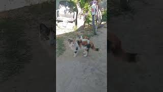 cat gatuno catlover gatuna cute gatoblanco kitten vidagatuna humor pets youtube you [upl. by Cinelli819]