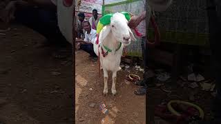 Eid Sheep Market Amingad 2024 Part2 [upl. by Porcia]