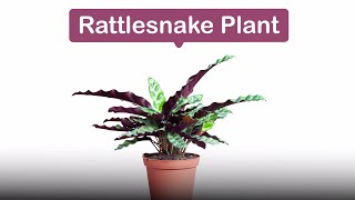 A new beginningRattlesnake Plant [upl. by Nwahsyar881]