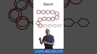 Whats the difference between monomers and polymers apbiology biochemistry [upl. by Neibaf]