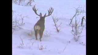 Utah Mule Deer 2001 Governors Tag  MossBack [upl. by Hgeilhsa]