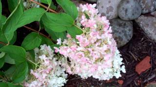 Little Lamb Hydrangea  GROW IT [upl. by Mighell]