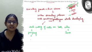 What is periderm How does periderm formation take place in the dic [upl. by Beberg22]