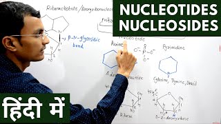 Nucleotides and Nucleosides in Hindi [upl. by Tnomed]