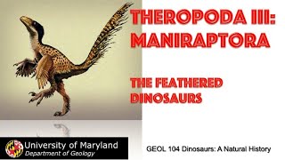 Lecture 24 Theropoda III Maniraptora The Feathered Dinosaurs [upl. by Spada]