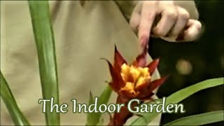 Coaxing a Bromeliad quotpupquot to Bloom or How to Care for young Bromeliads [upl. by Atived431]