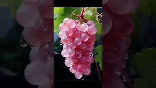 Japanese Koshu pink grapes 🍇😍 japan [upl. by Dierdre56]