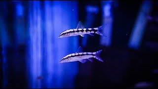 Adding Dwarf Chain Loaches For Snail Control [upl. by Esyle]