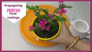 Pentas propagation from cuttings how to grow cuttings from Pentas plantPentas Flower English [upl. by Sidalg]