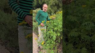 Tansy tanacetum vulgare herbs foraging nativeplants adventure gardening permaculture garden [upl. by Erreid]