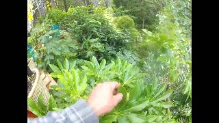 Tropical looking Fatsia trees coming in to bloom on the Gulf Islands [upl. by Eneluj]