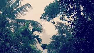 Beautiful Rainfall Among the Trees 🌲🌧️  Natures Serenityquot  Rain Sound for Relaxation [upl. by Alleoj]