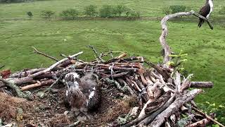 Glaslyn Ospreys Live Stream [upl. by Gerfen]