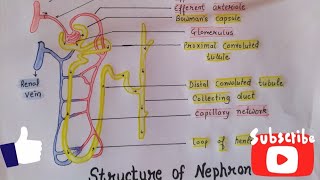 Nephron in hindi  structure  Function  Urine formation  hemodialysis  Biology notes [upl. by Samuela434]