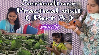 Sericulture Practical visit  Part 3 [upl. by Talbott]