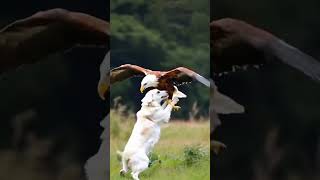 Eagle attack the animal [upl. by Sylirama]