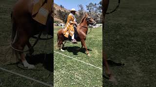 CONCURSO DEL CABALLO PERUANO DE PASO EN CANTA  caballos horse [upl. by Schramke]