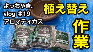 【vlog】19 アロマティカス 植え替えする！作業編 [upl. by Yrevi219]