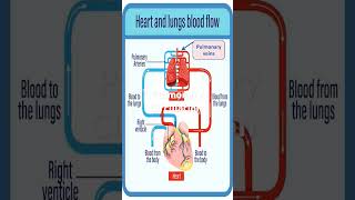 The Path of Blood Inside Pulmonary Circulation cardiovasculardisease heartdisease biology [upl. by Suolekcin]