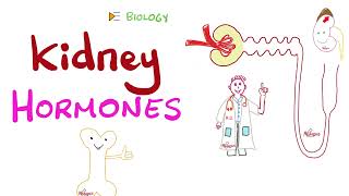 Renal Endocrine Function  Is your kidney a gland [upl. by Laekcim]