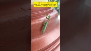 Praying mantis facts viralshort [upl. by Eicyak]