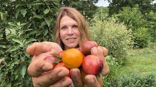 Lets Talk Tomatoes  Mid Season Tomato Plant Tour tomatoplants [upl. by Ttnerb]