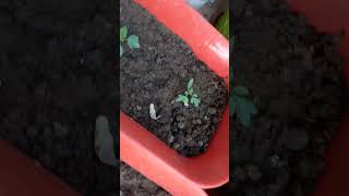 Our dhaniya nd tomato seeds germination 🍅🌱 [upl. by Ashton]