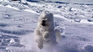 Tibet Terrier [upl. by Bridges]