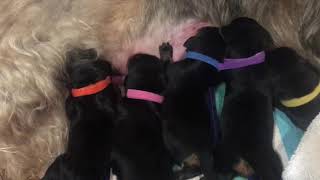 British Invasion Otterhound Puppies  Day 4 [upl. by Aphra]