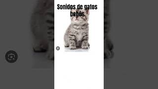 Sonidos de Gatos Bebes [upl. by Goldie]